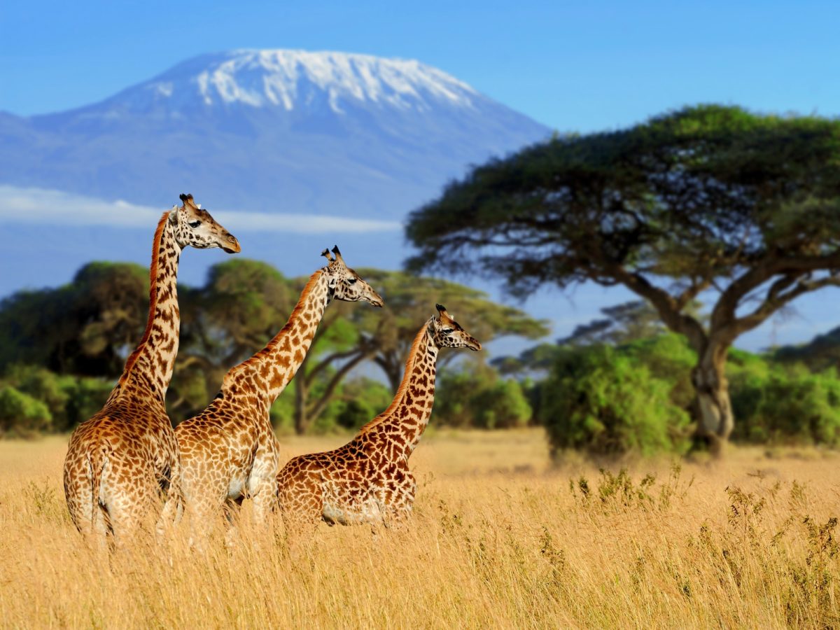 Three giraffe on Kilimanjaro mount background