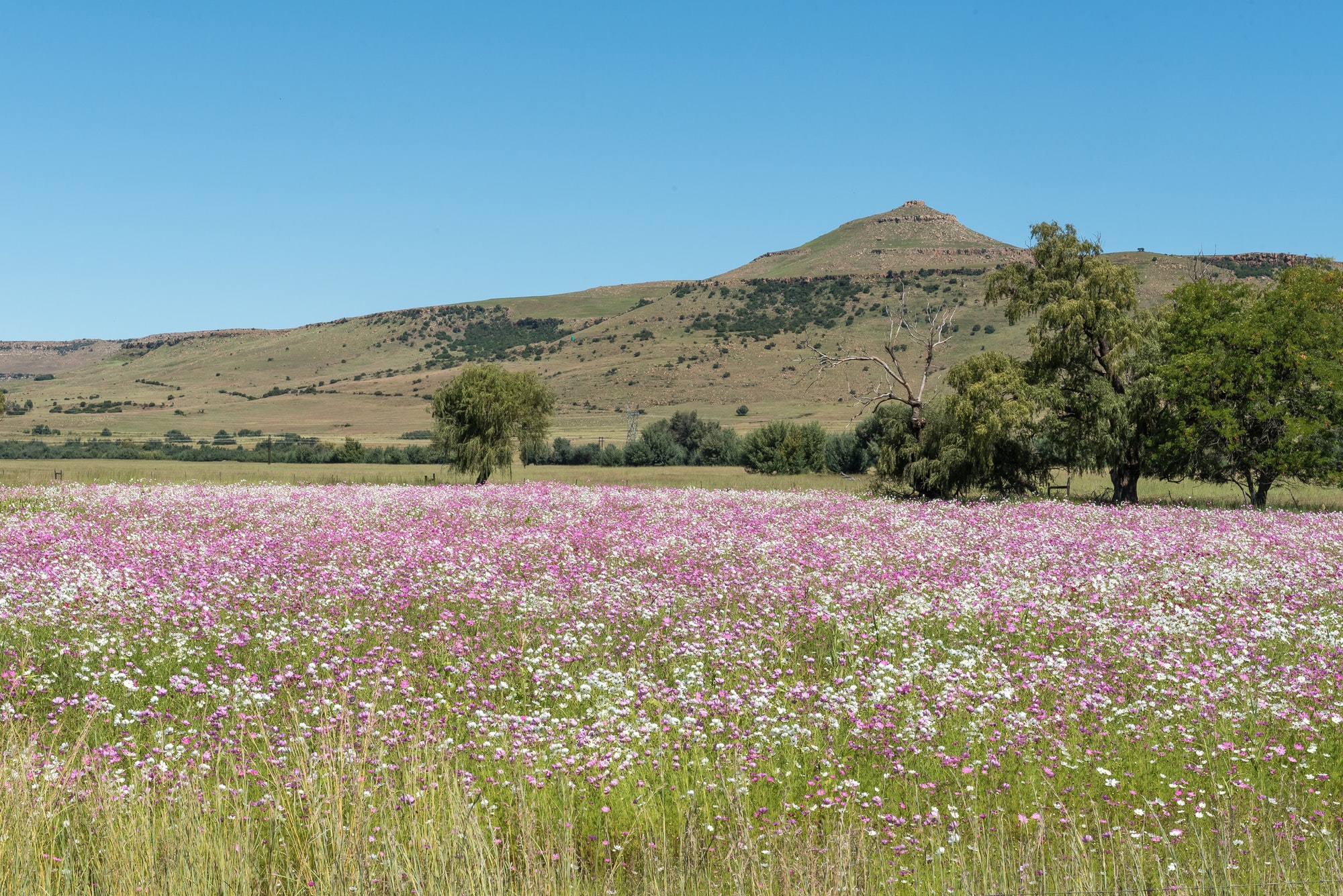 White and pink cosmos flowers near Matatiele