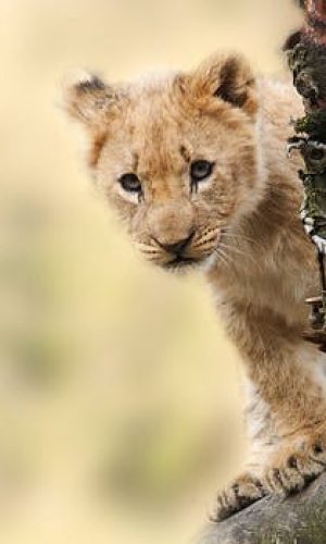 lion-animal-nature-predator-40835